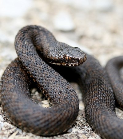 Kreuzotter (Vipera berus) - Naturpark Ötztal