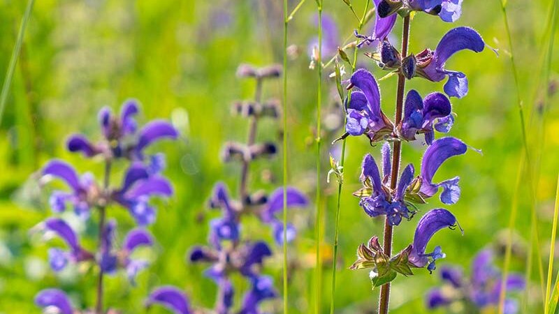 Wiesensalbei Blüten © pixabay