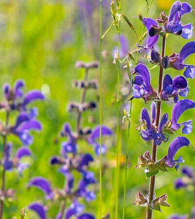 Wiesensalbei Blüten © pixabay