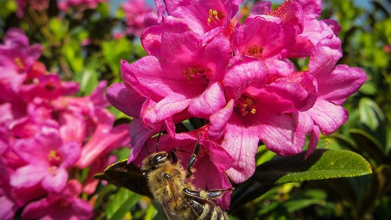 Alpine rose (Rhododendron ferrugineum) - Ötztal Nature Park