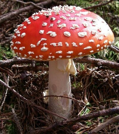 Pilz ©Archiv Naturpark Ötztal