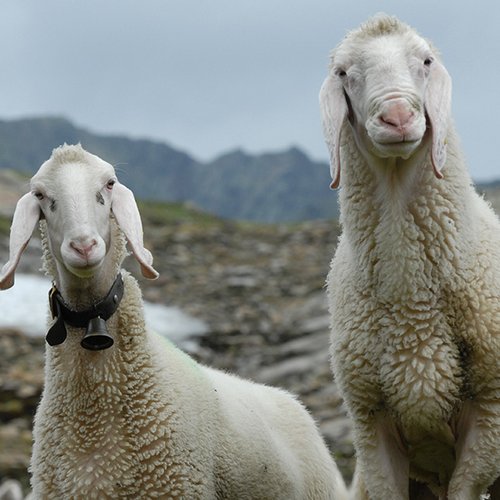 “Schaftrieb” (sheep herding) © Ötztal Nature Park