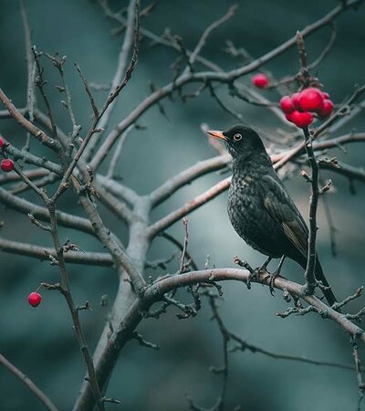 Weissdorn Amsel © pixabay