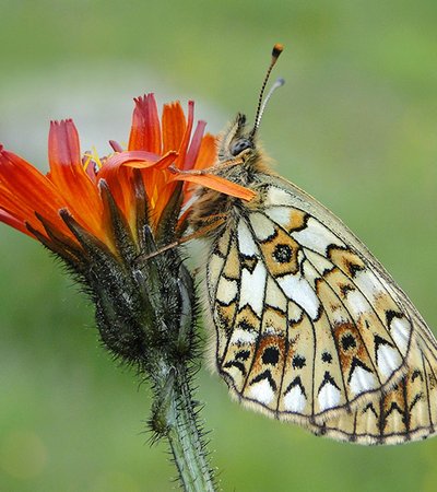 Boloria Selene ©Peter Stöckl - Naturpark Ötztal