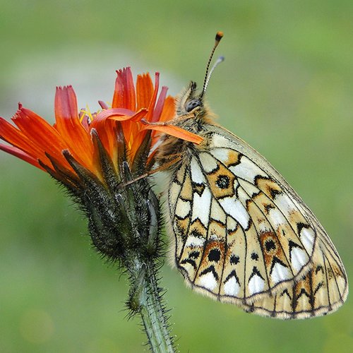 Archiv NP Ötztal/Boloria Selene/Peter Stöckl