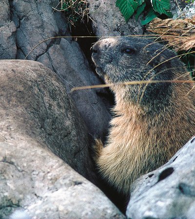 Alpenmurmeltier (Marmota marmota) - Naturpark Ötztal