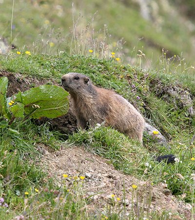 Alpenmurmeltier (Marmota marmota) - Naturpark Ötztal