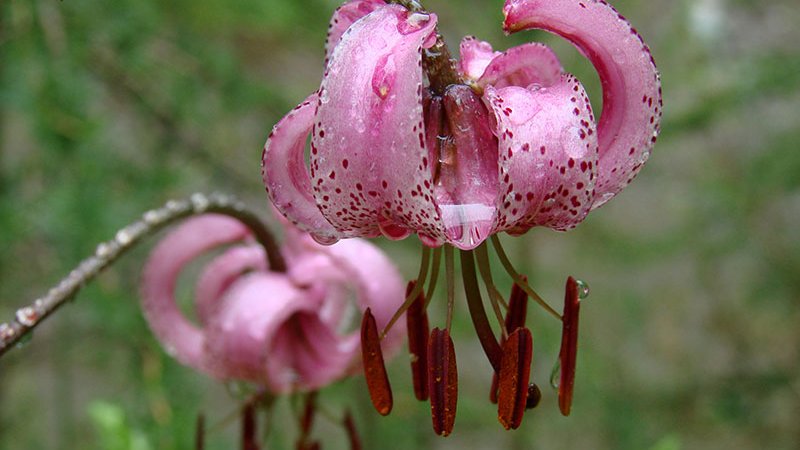 Türkenbundlilie (Lilium màrtagon) - Naturpark Ötztal