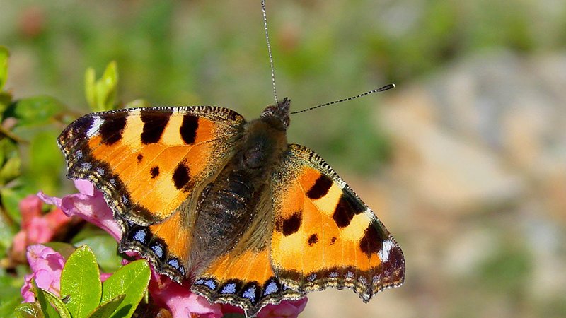 Schmetterling