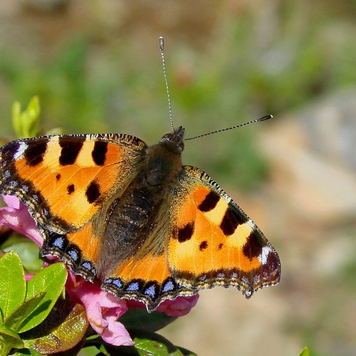 Aglais Urticae ©P. Stöckl - Ötztal Nature Park