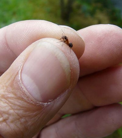 Kerbameise (Formica suecica, Formica foreli) - Naturpark Ötztal