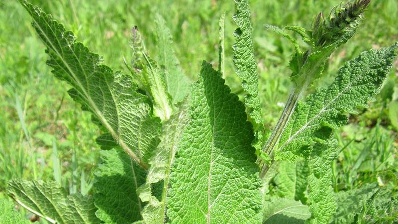 Wiesensalbei © pixabay