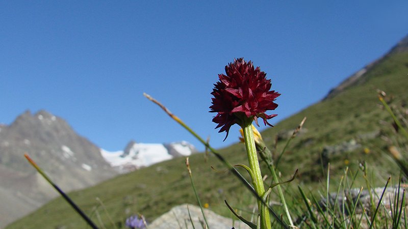 Black Vanilla Orchid (Nigritella nigra) - Ötztal Nature Park