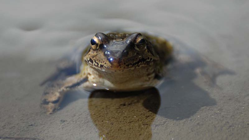 Der Grasfrosch (Rana temporaria) - Naturpark Ötztal