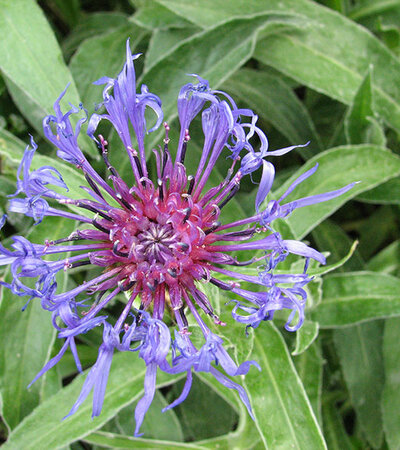 Berg-Flockenblume © Wikimedia-Alter Vista