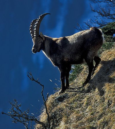 Alpen-Steinbock (Capra ibex) © Hansjörg Fiegl - Naturpark Ötztal