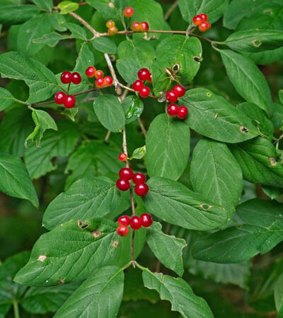 Heckenkirsche Frucht © pixabay