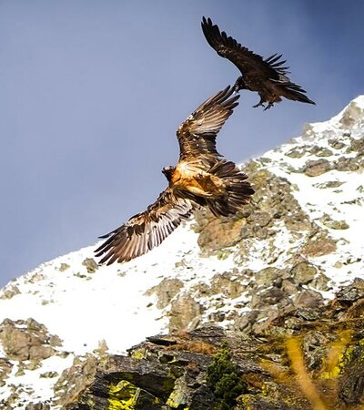 Bartgeier ©Stefan Plangger