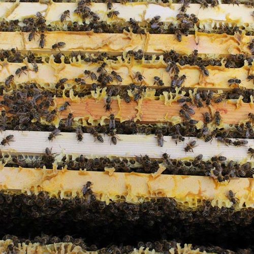 Bienen ©Archiv NMS Längenfeld