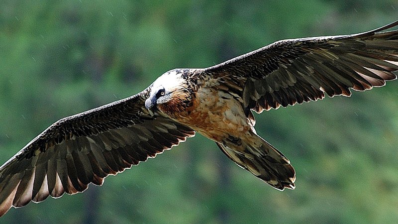 Bearded vulture © NPHT M. Knollseisen - ÖTZTAL NATURE PARK