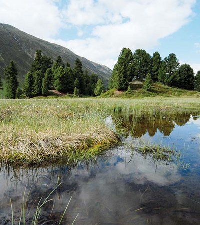 Natural monument in Obergurgl – Swiss Pine forest ©R. Mühlthaler - Naturpark Ötztal- Naturpark Ötztal