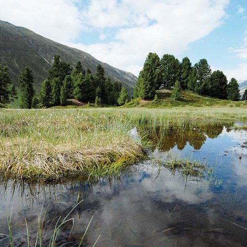 Archiv NP Ötztal/Zirbenwald/Muehlthaler