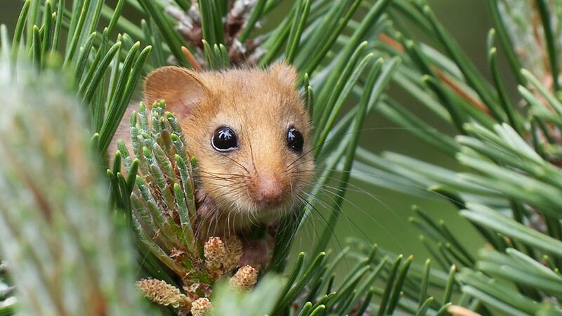 Haselmaus ©apodemusOG