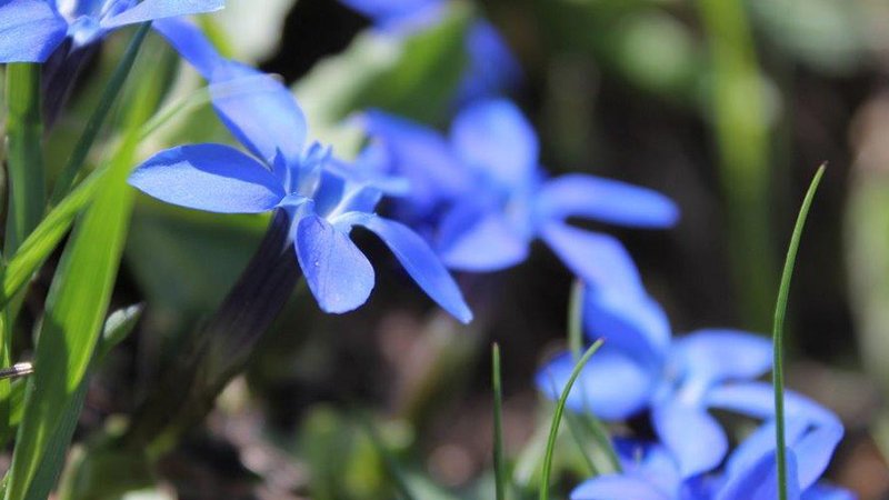 Gentian (Gentiana verna) - Ötztal Nature Park