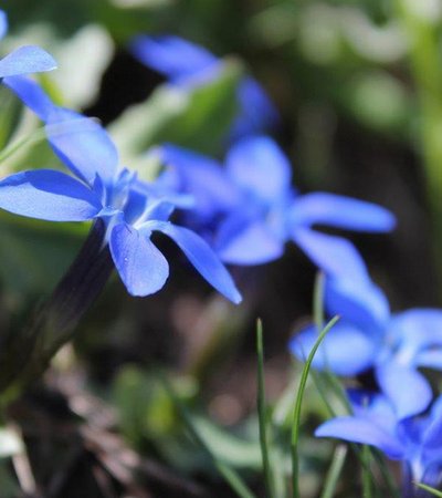 Gentian (Gentiana verna) - Naturpark Ötztal