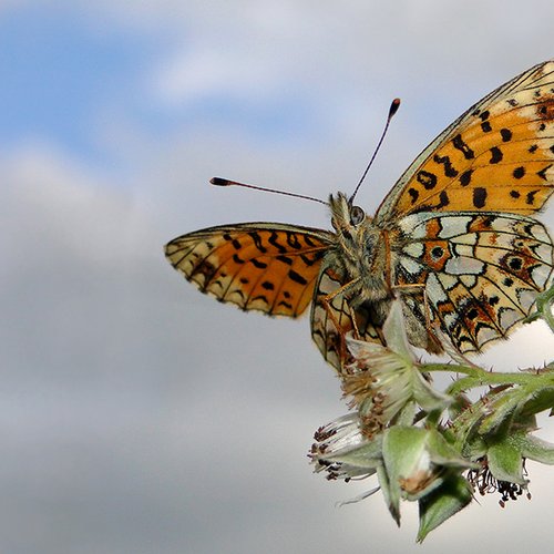 Boloria Selene ©P. Stöckl - Ötztal Nature Park