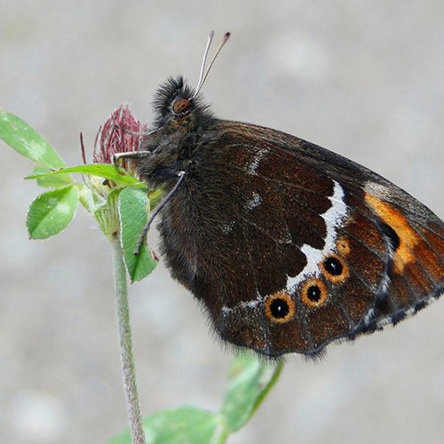 Erebia Ligea ©P. Stöckl - Ötztal Nature Park