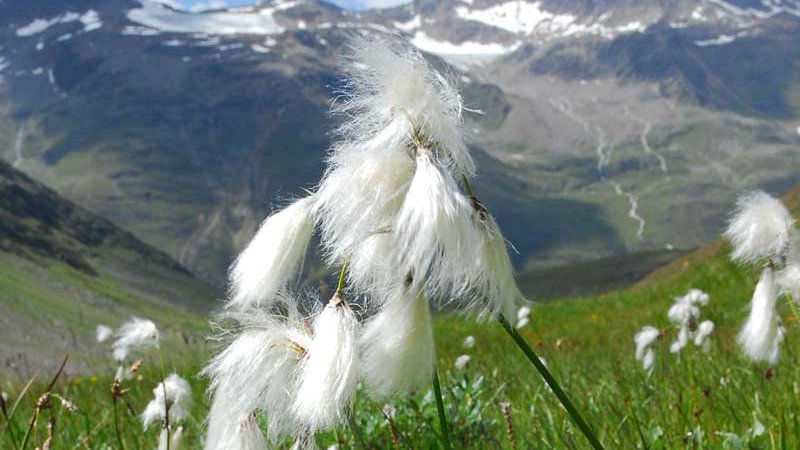 Scheuchzers Wollgras (Eriophorum scheuchzeri) © Anton Vorauer - Naturpark Ötztal