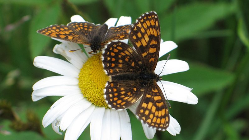 Schmetterling