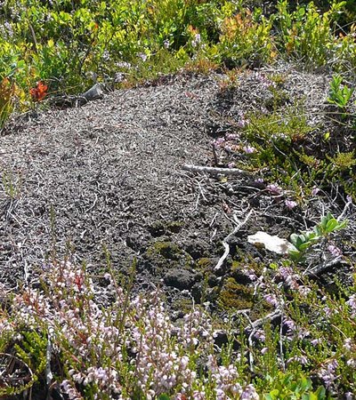 Kerbameise (Formica suecica, Formica foreli) - Naturpark Ötztal