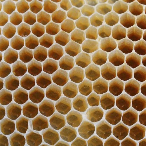Bienen ©Archiv NMS Längenfeld