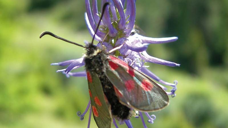 Butterfly - Protected Area Stubai Alps