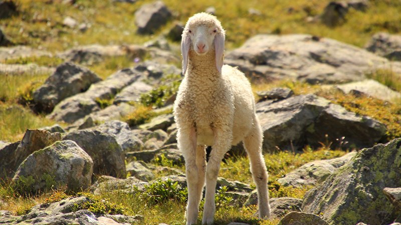 Mountain sheep - ÖTZTAL NATURE PARK