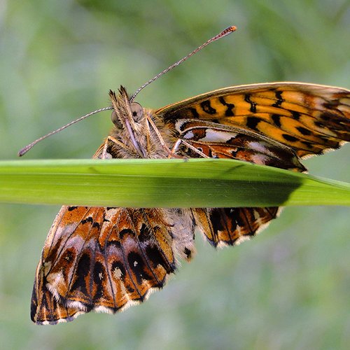 Clossiana Titania ©P. Stöckl - Ötztal Nature Park