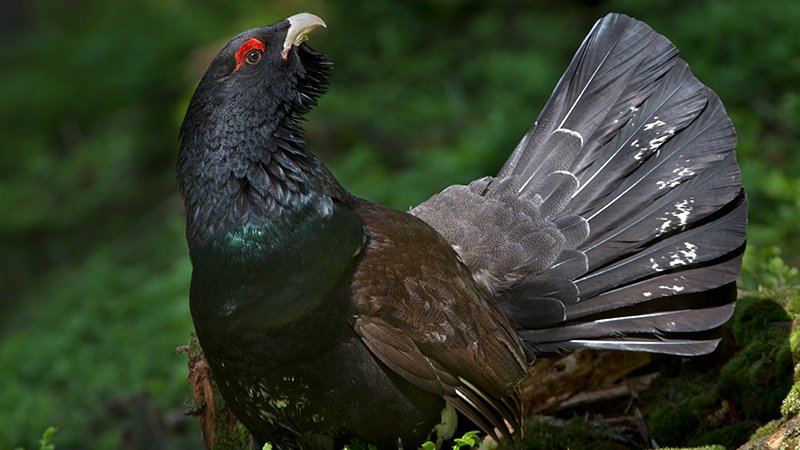 Auerhuhn - Archiv Naturpark Ötztal