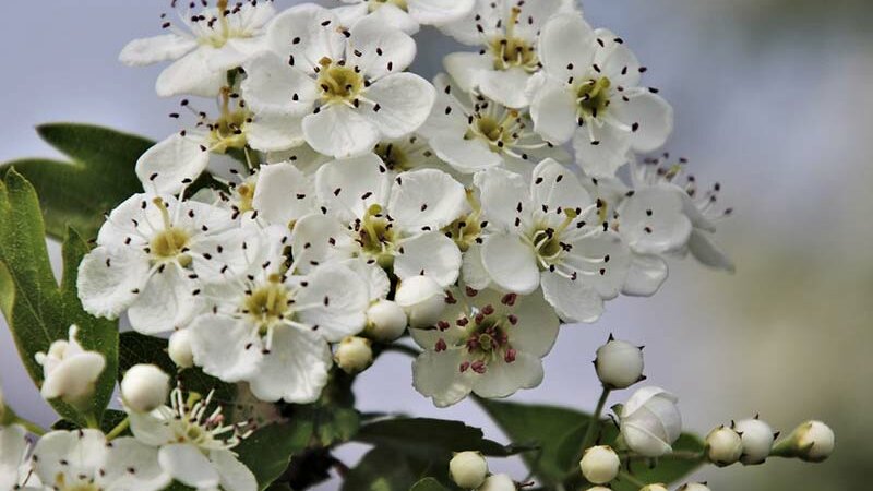 Weissdorn Blütenstand © pixabay