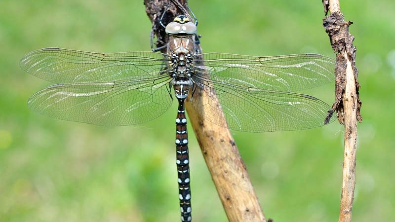 Alpen Mosaikjungfer (Aeshna caerulea) - Zirbenwaldmoor - Naturpark Ötztal