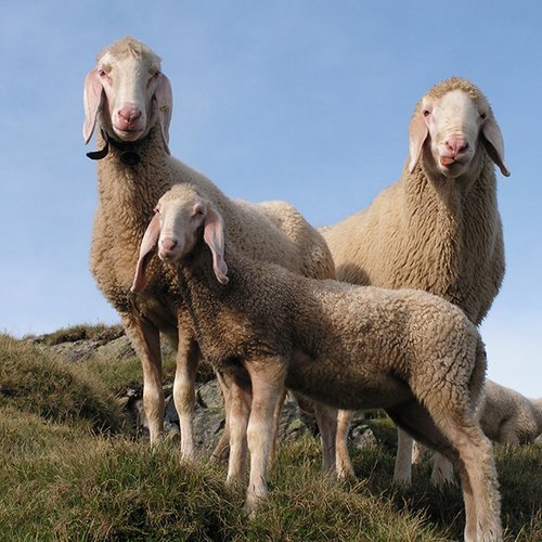 “Schaftrieb” (sheep herding) © Ötztal Nature Park