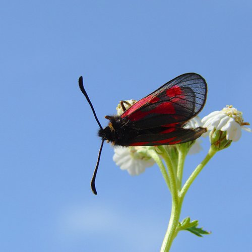 Archiv NP Ötztal/Zygaena Exulans/Peter Stoeckl