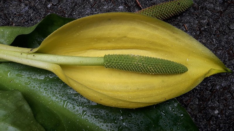 Bild 3 Die auffällige Blüte mit bis zu 1.000 Samen ©Foto Thomas Schmarda  