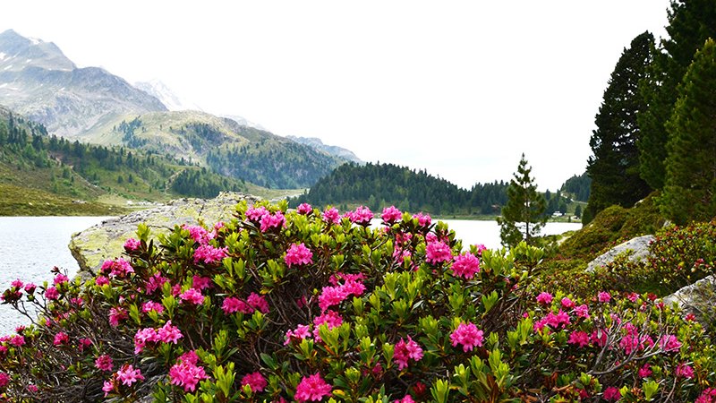 Rostrote Alpenrose (Rhododendron ferrugineum) - NATURPARK ÖTZTAL