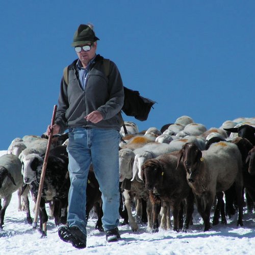 “Schaftrieb” (sheep herding) © Ötztal Nature Park