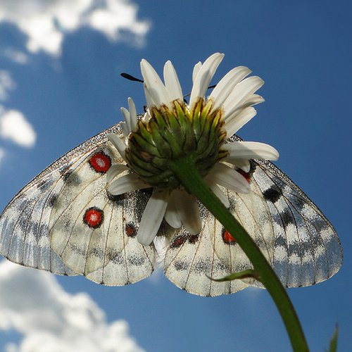 Parnassius Apollo ©P. Stöckl - Ötztal Nature Park