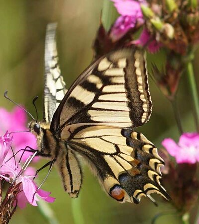 Old World Swallowtail © W.Bacher