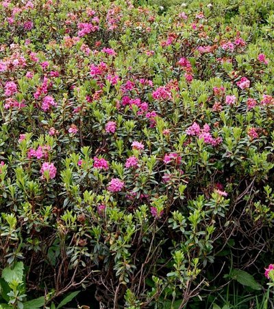 Rostrote Alpenrose (Rhododendron ferrugineum) © Roland Mayer - NATURPARK ÖTZTAL