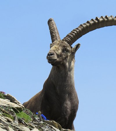 Alpensteinbock (Capra ibex) - Naturpark Ötztal